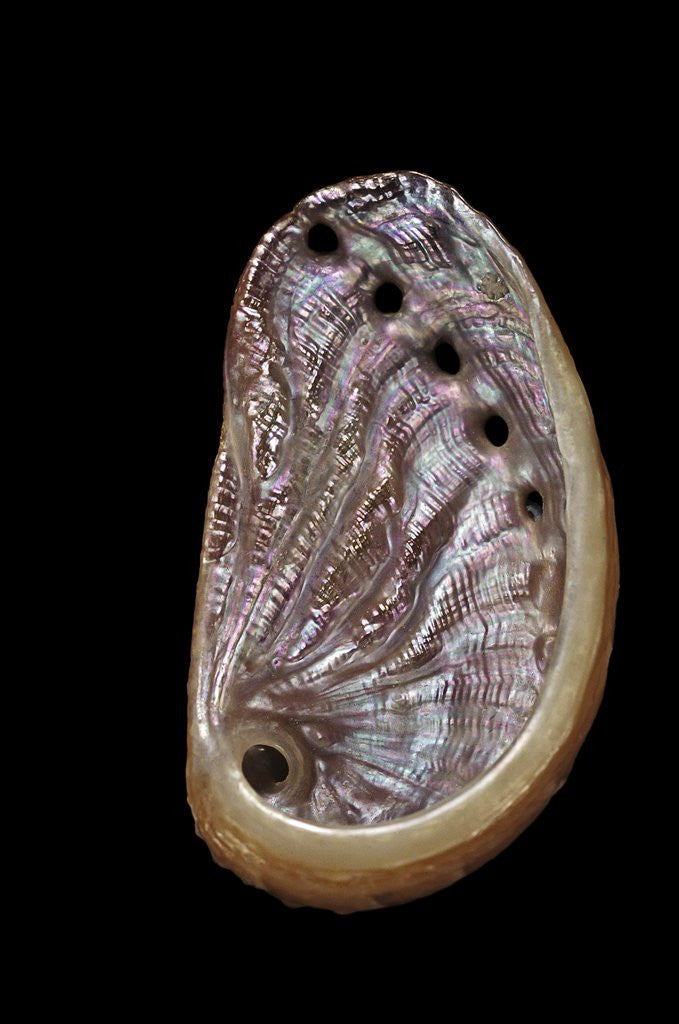 Detail of Haliotis tuberculata by Anonymous