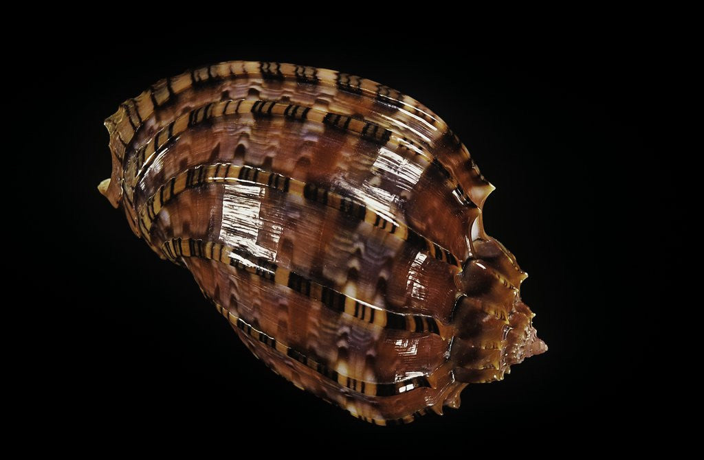 Detail of Harpa harpa by Anonymous