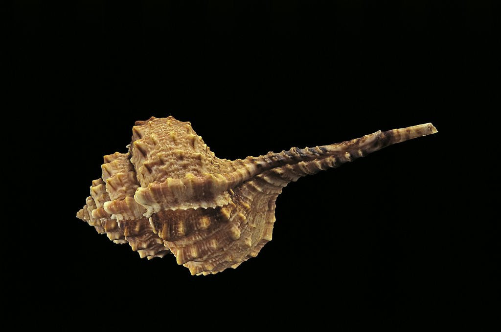 Detail of Haustellum barbieri by Anonymous