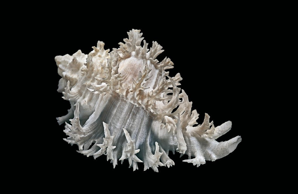 Detail of Hexaplex cichoreus by Anonymous