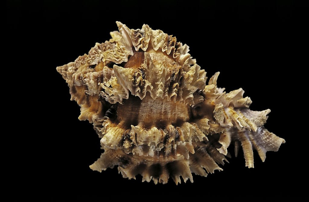 Detail of Hexaplex regius by Anonymous