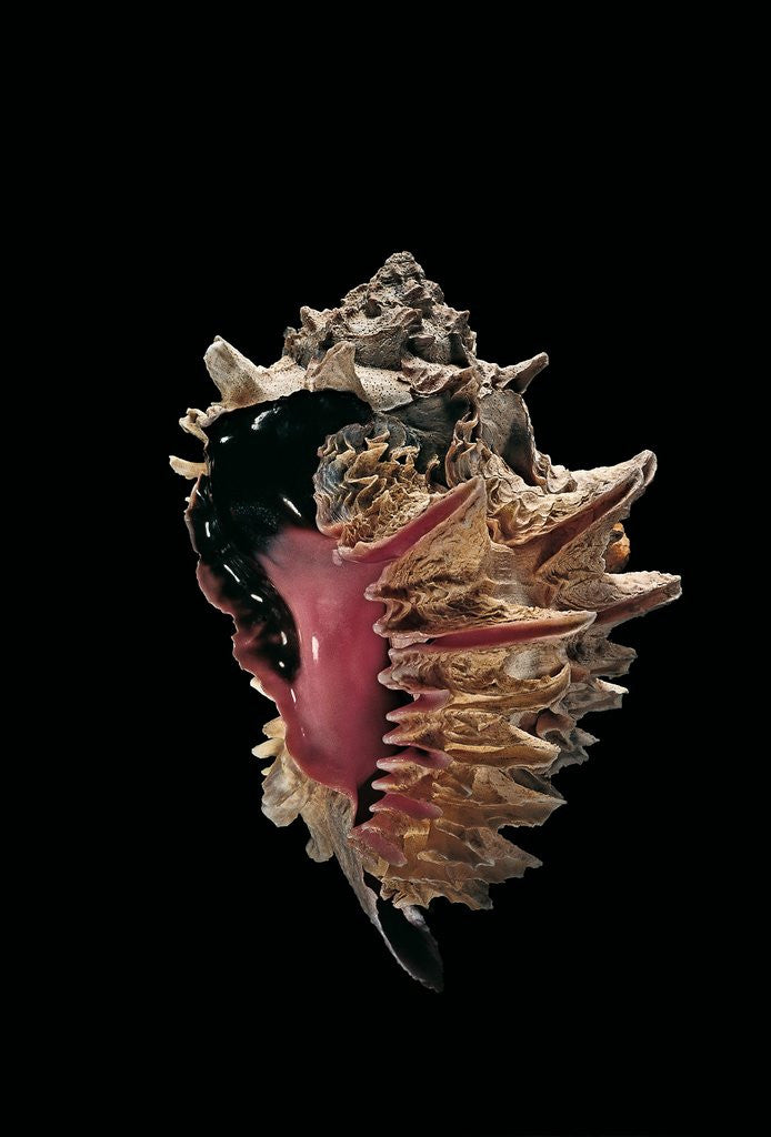 Detail of Hexaplex regius by Anonymous
