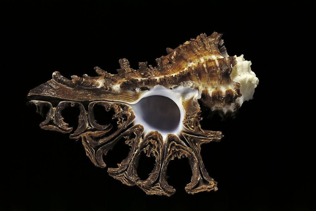 Detail of Homalocantha scorpio by Anonymous