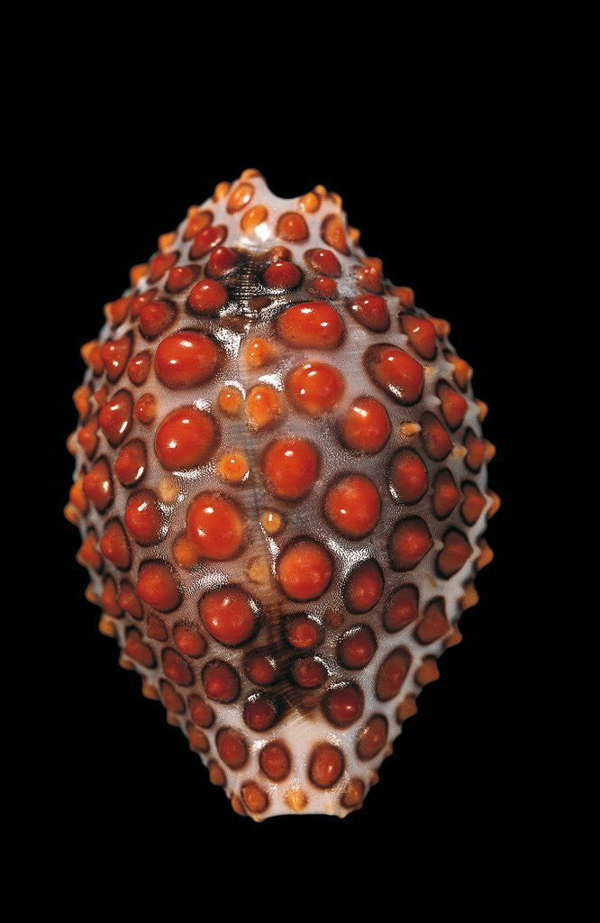 Detail of Jenneria pustulata by Anonymous