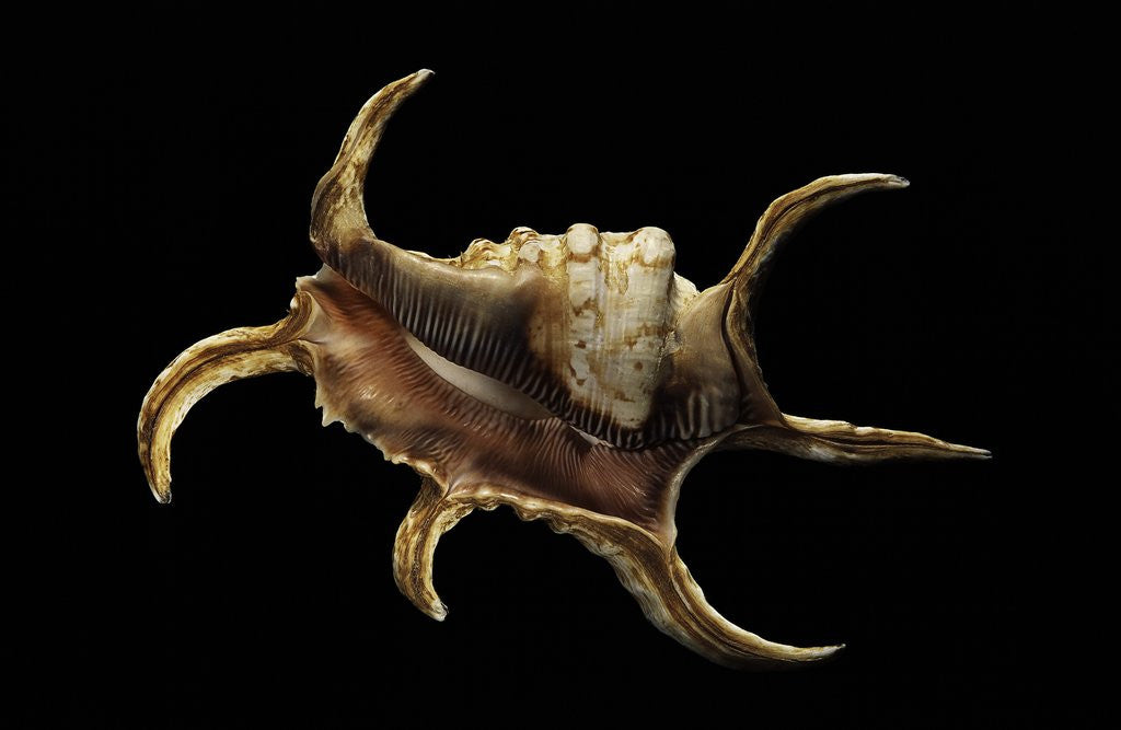 Detail of Lambis chiragra by Anonymous