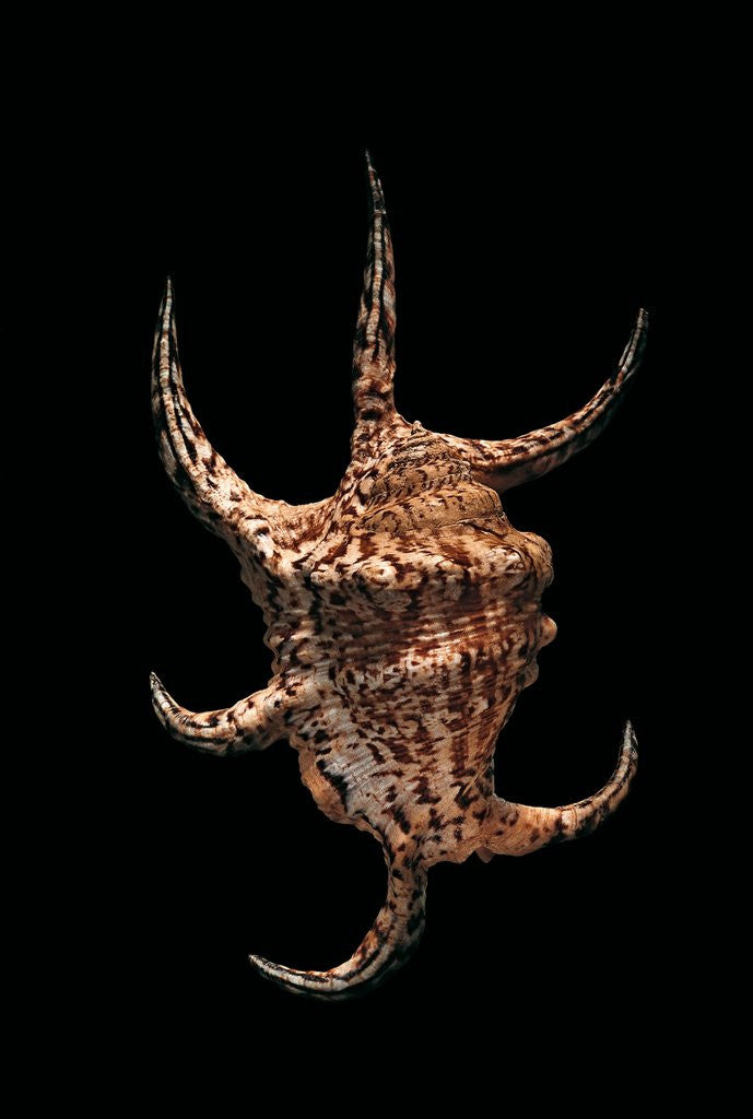 Detail of Lambis lambis by Anonymous