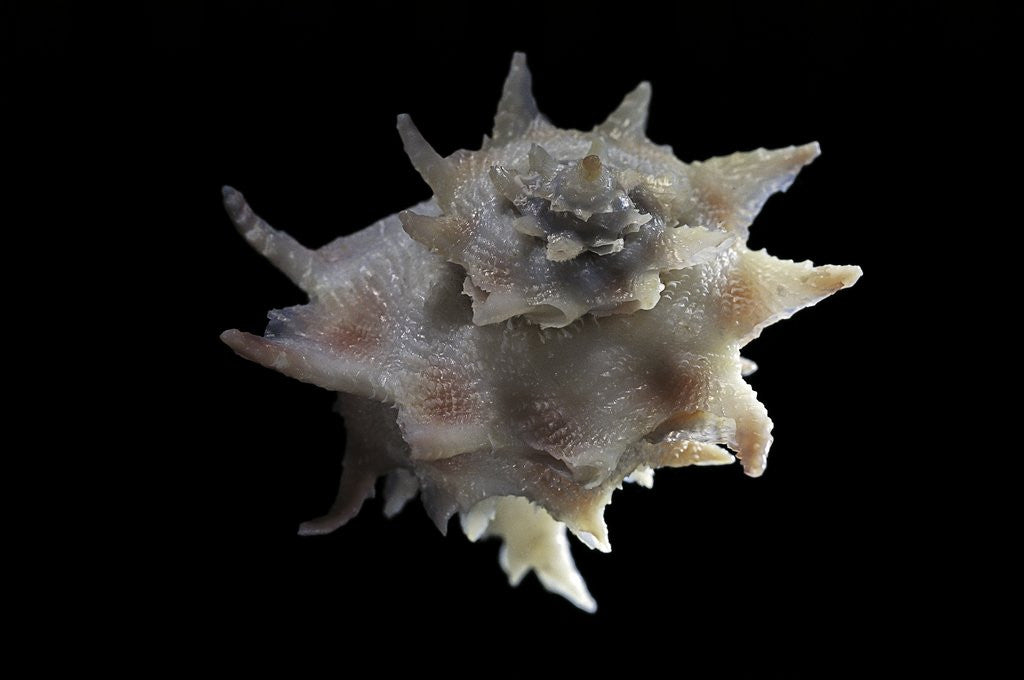 Detail of Latiaxis neocaledonicus by Anonymous