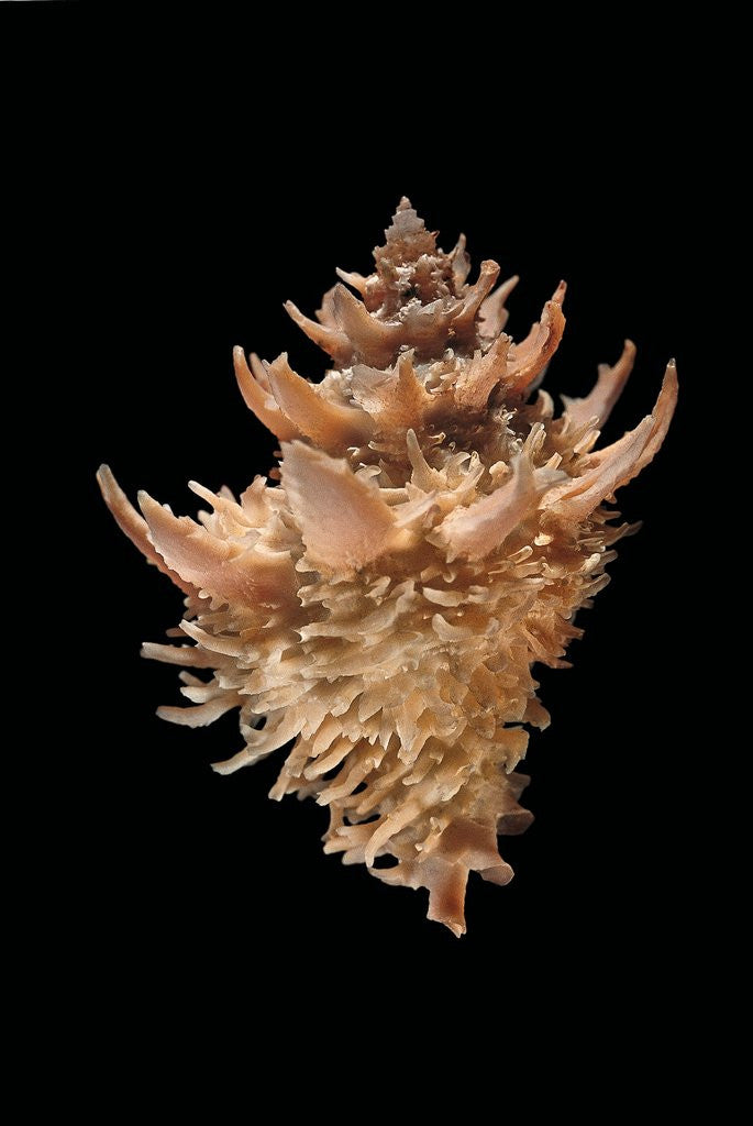 Detail of Latiaxis sp. by Anonymous