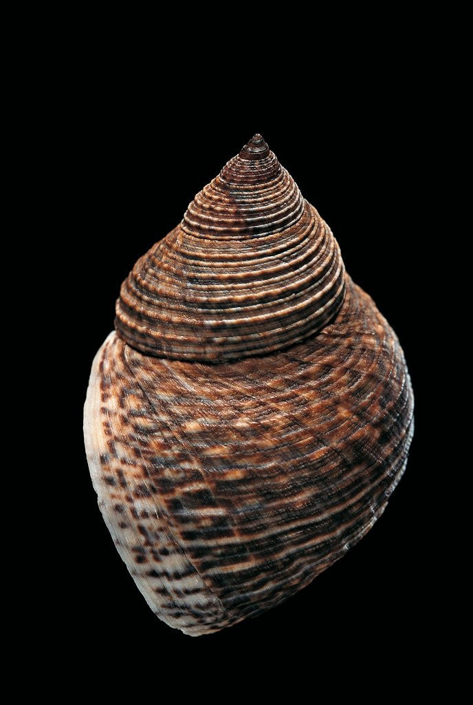 Detail of Littorina fasciata by Anonymous