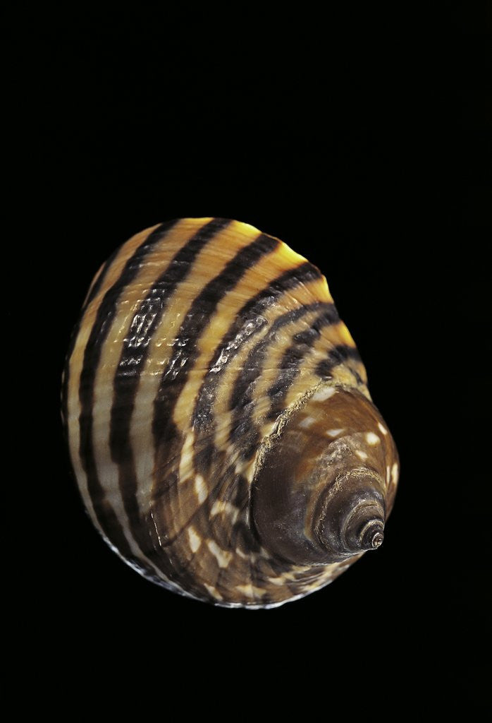 Detail of Littorina zebra by Anonymous