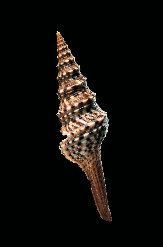 Detail of Lophiotoma indica by Anonymous