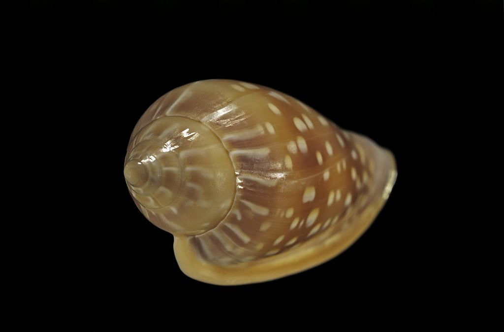 Detail of Marginella glabella by Anonymous