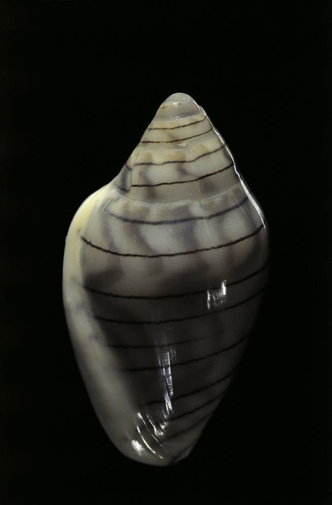 Detail of Marginella musica by Anonymous