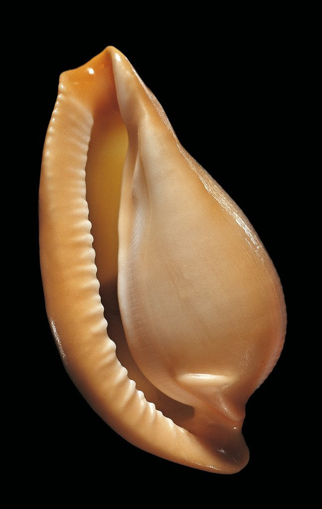 Detail of Margovula pyriformis by Anonymous