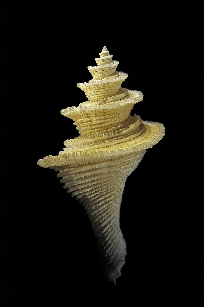 Detail of Mipus vicdani by Anonymous