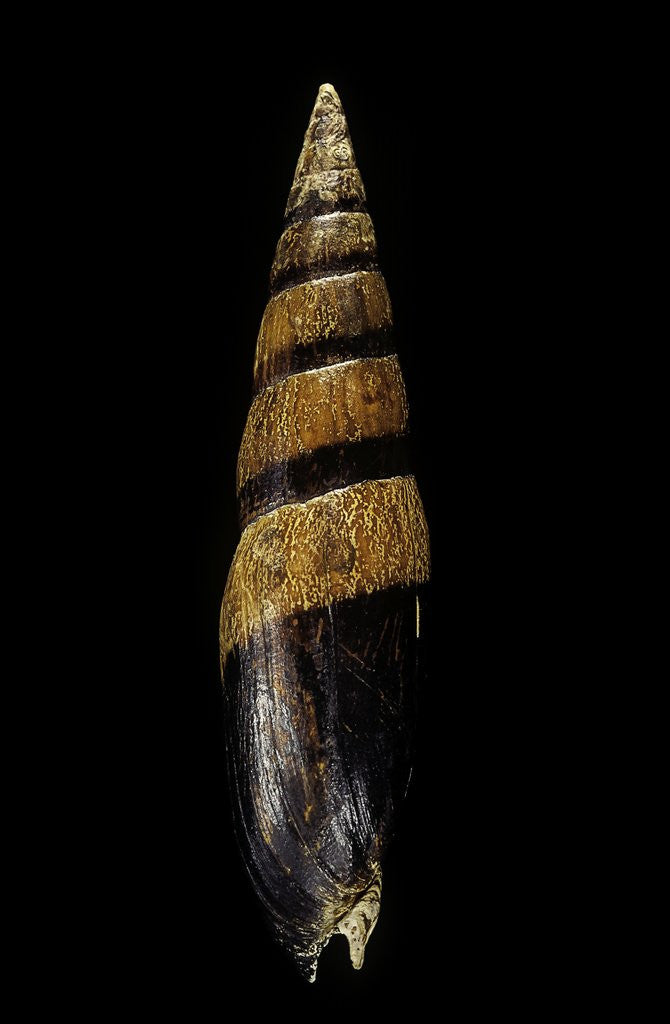 Detail of Mitra fusiformis zonata by Anonymous