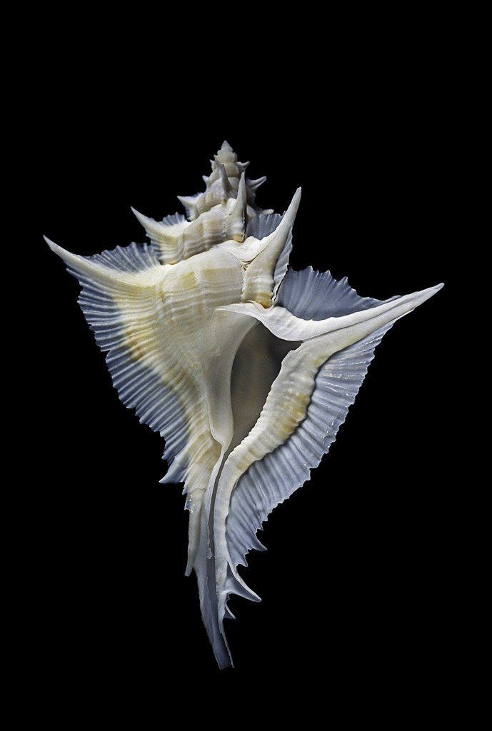 Detail of Murex alabaster by Anonymous