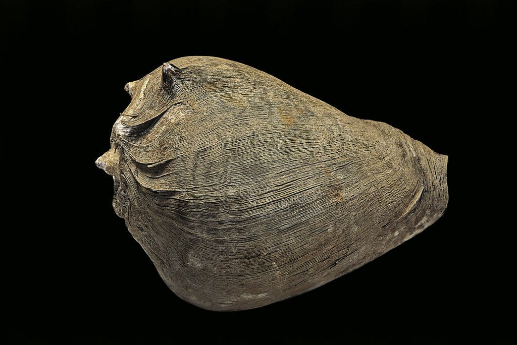 Detail of Melongena patula - avec son periostracum by Anonymous