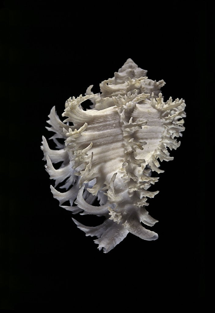 Detail of Murex cichoreus by Anonymous