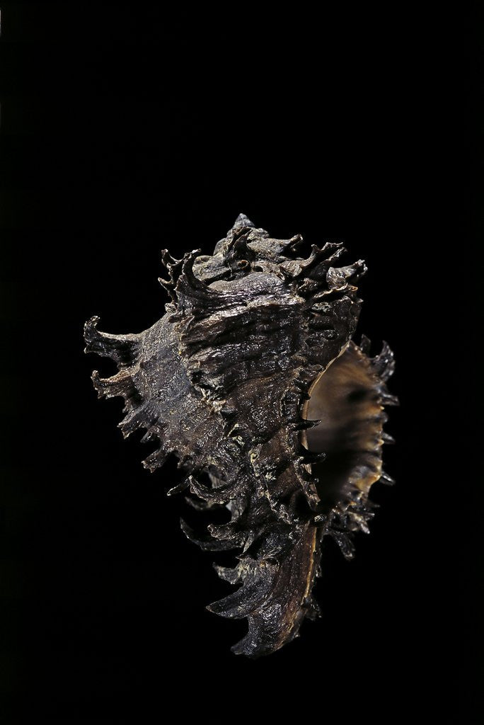 Detail of Murex cichoreus by Anonymous