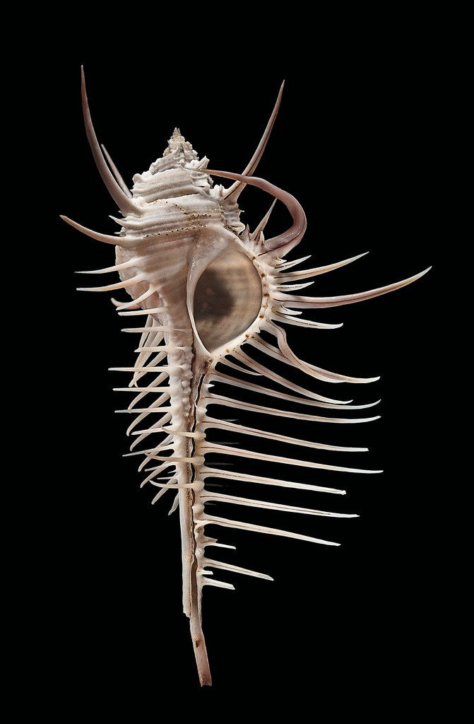 Detail of Murex pecten (peigne de Venus) by Anonymous