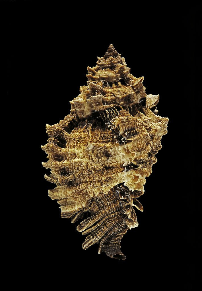 Detail of Murex pomum by Anonymous