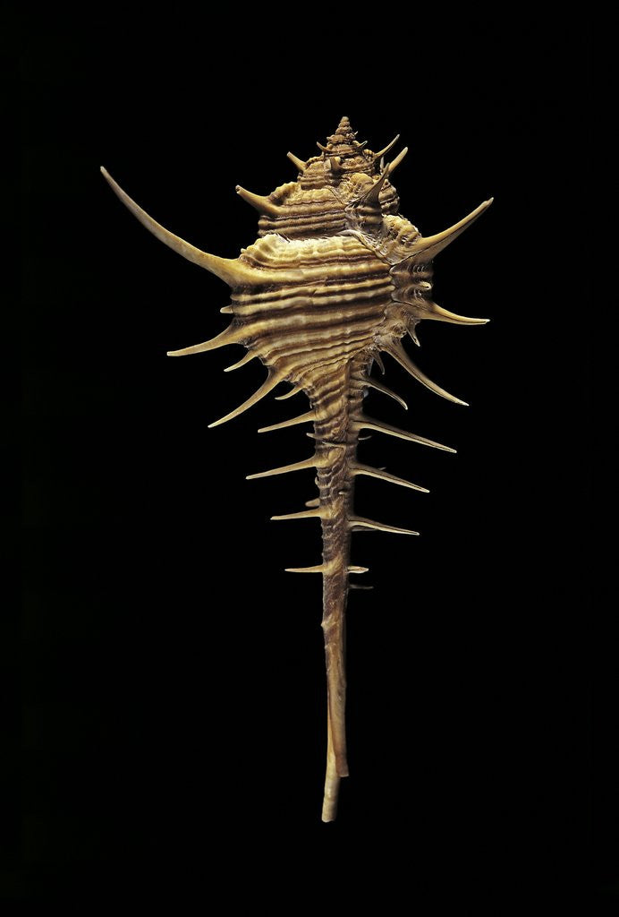 Detail of Murex tribulus by Anonymous