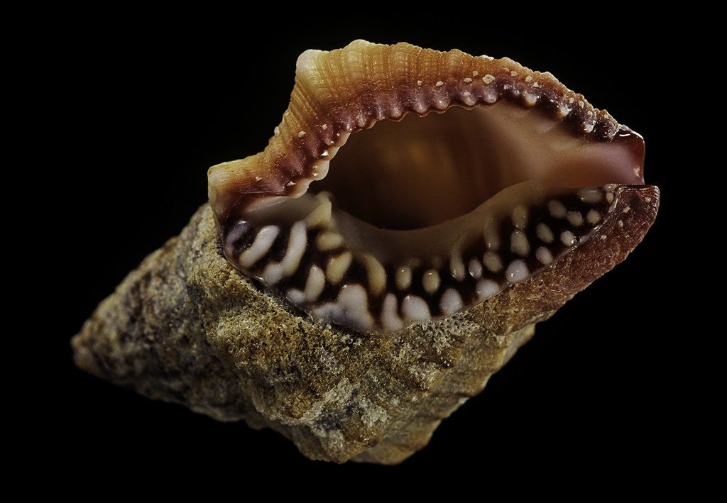 Detail of Nassaria fusiformis by Anonymous