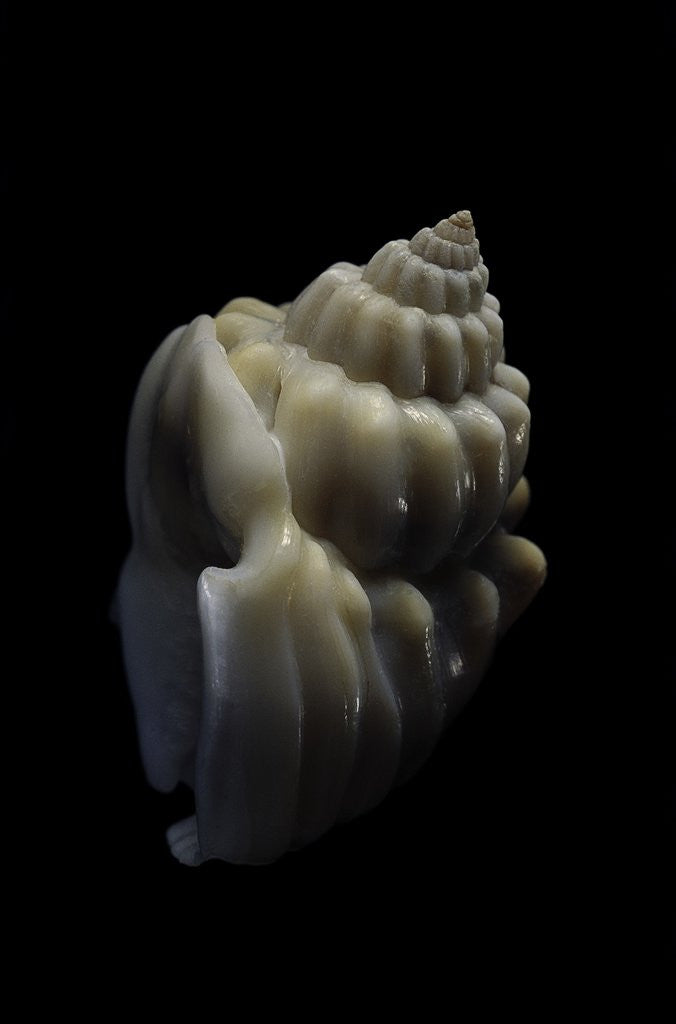 Detail of Nassarius arcularius by Anonymous