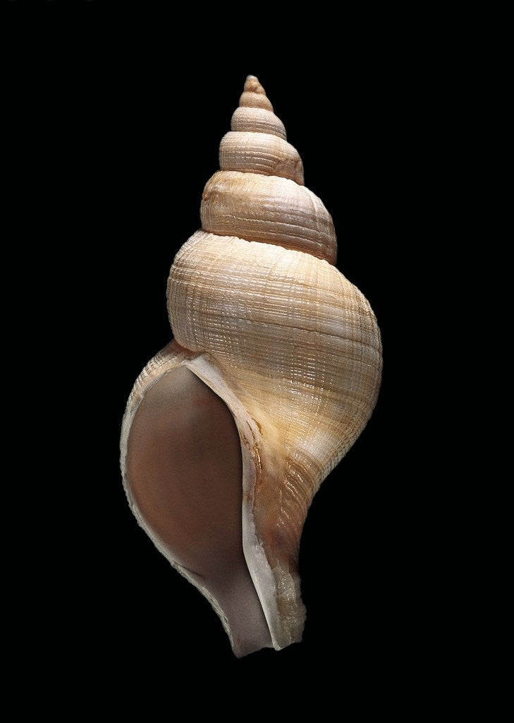 Detail of Neptunea contraria by Anonymous