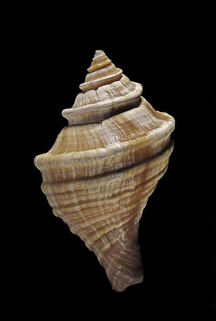 Detail of Neptunea lyrata by Anonymous