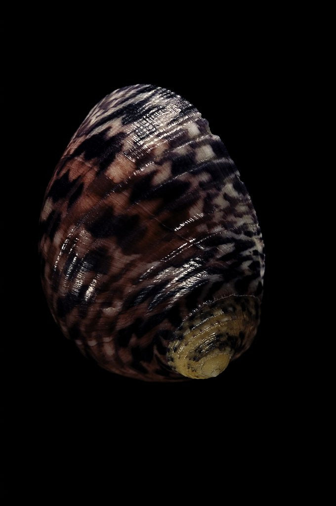 Detail of Nerita peleronta by Anonymous