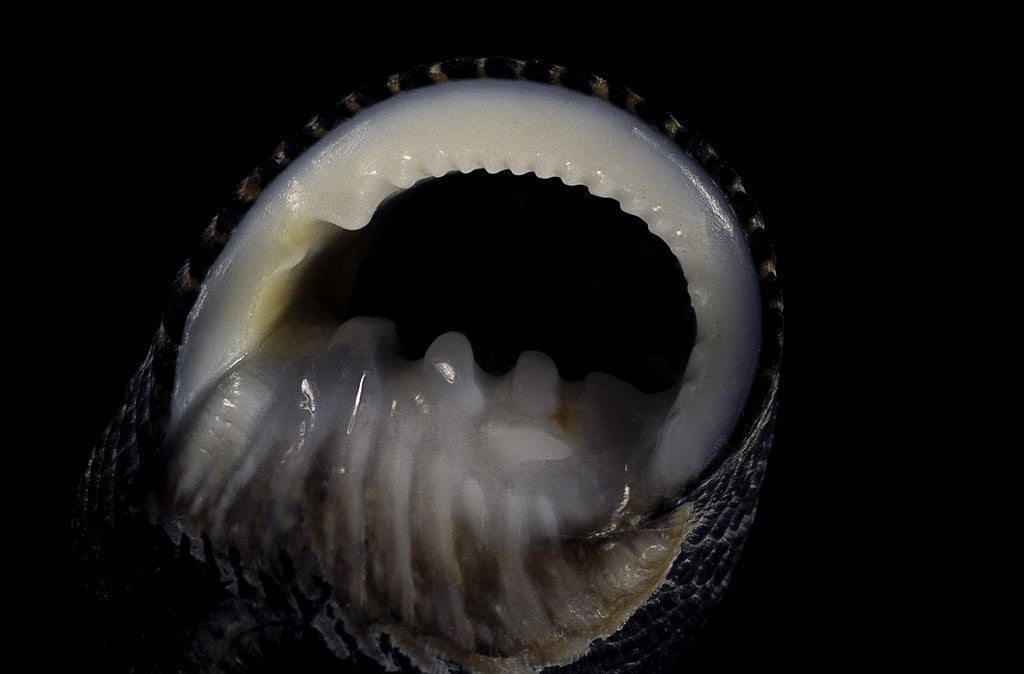 Detail of Nerita scabricostata by Anonymous