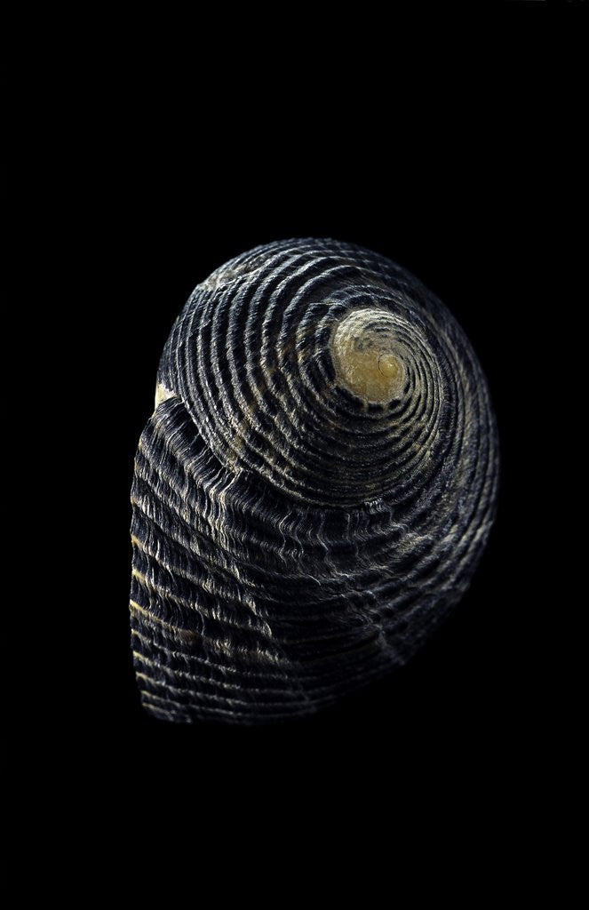 Detail of Nerita scabricostata by Anonymous