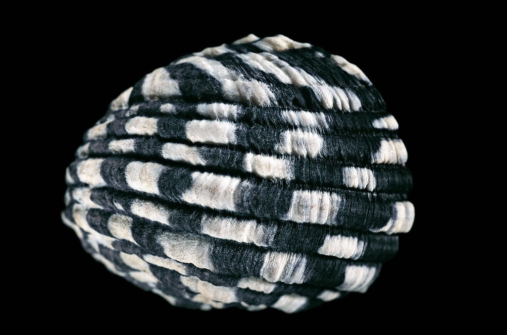 Detail of Nerita textilis by Anonymous