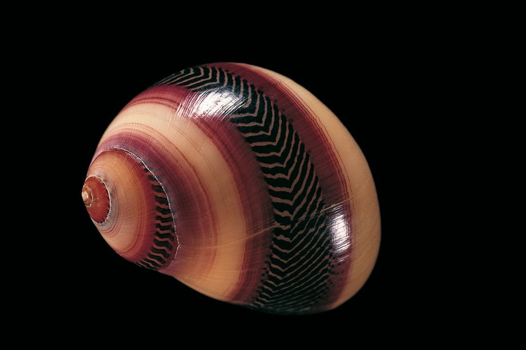 Detail of Neritina communis by Anonymous