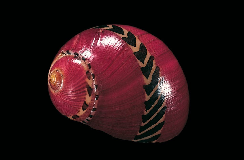 Detail of Neritina communis by Anonymous