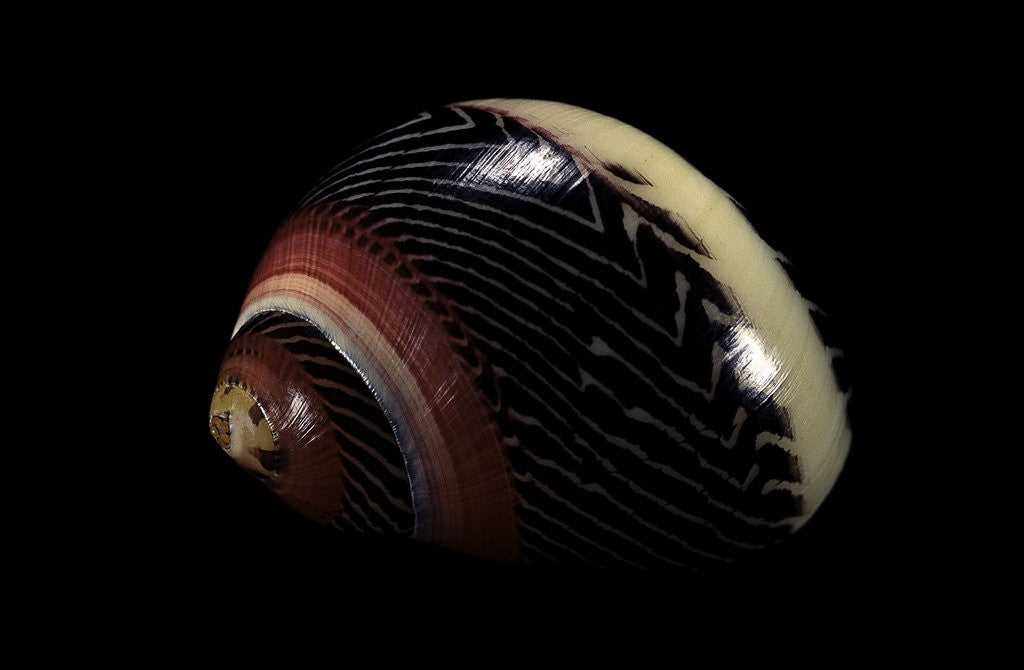 Detail of Neritina communis by Anonymous