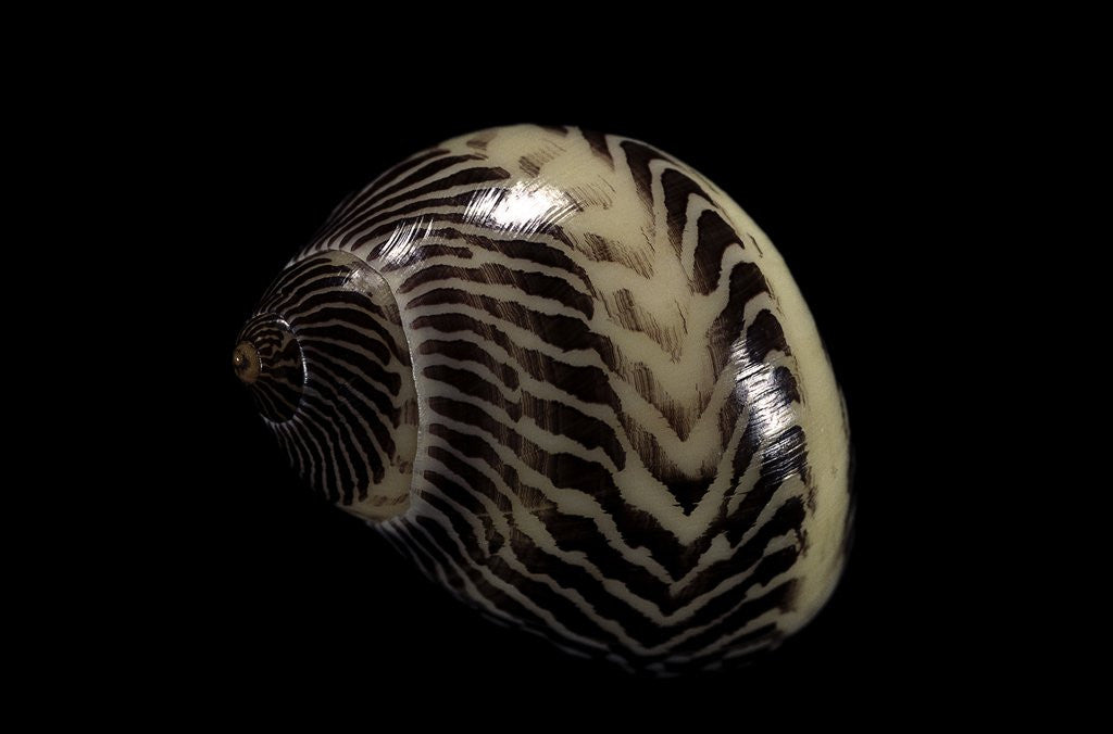 Detail of Neritina communis by Anonymous