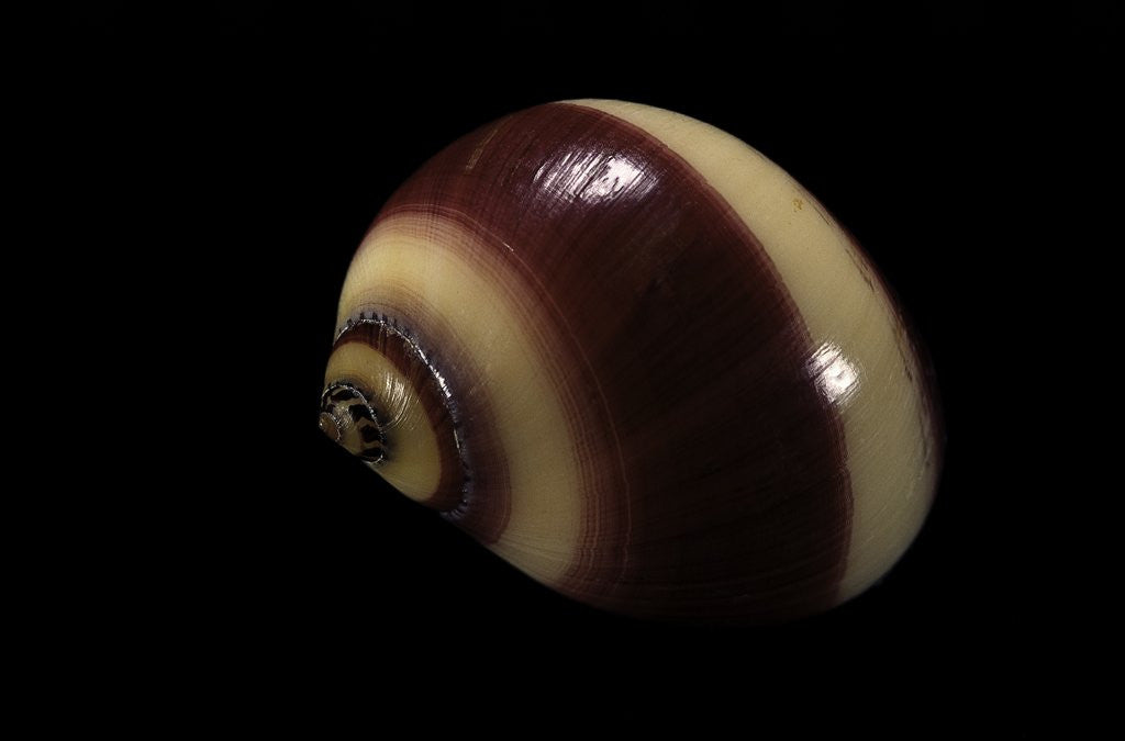 Detail of Neritina communis by Anonymous