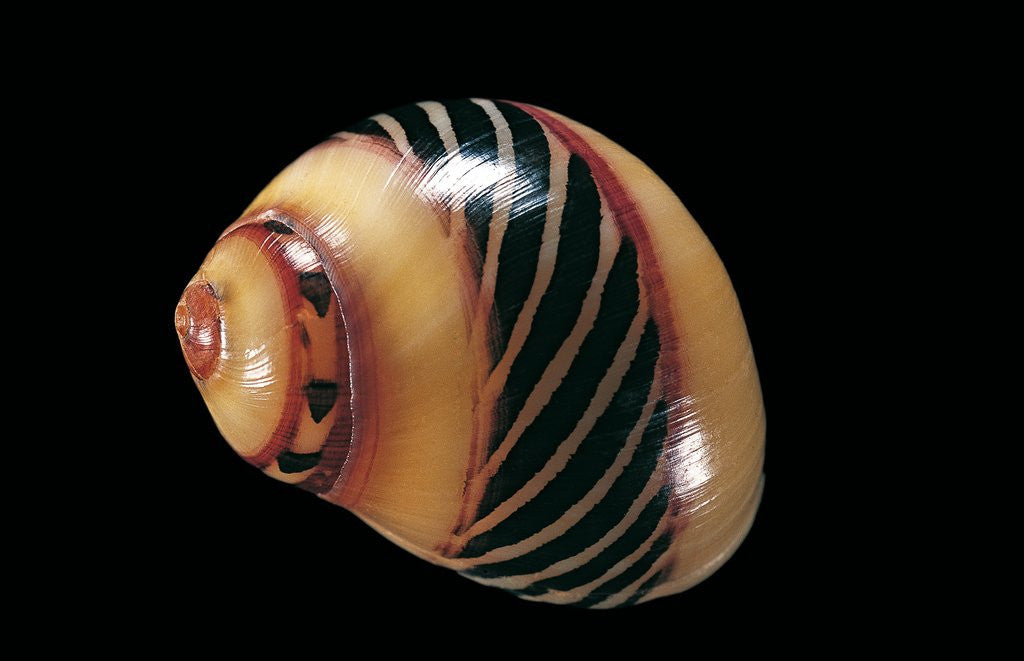 Detail of Neritina communis by Anonymous
