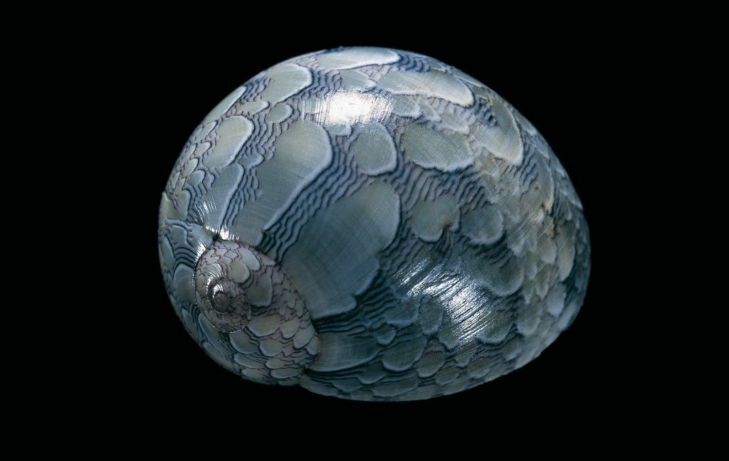 Detail of Neritina virginea by Anonymous