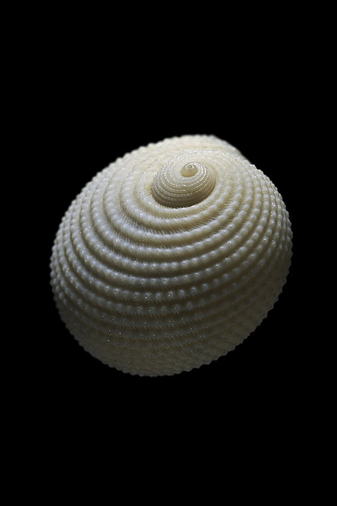 Detail of Neritopsis radula by Anonymous