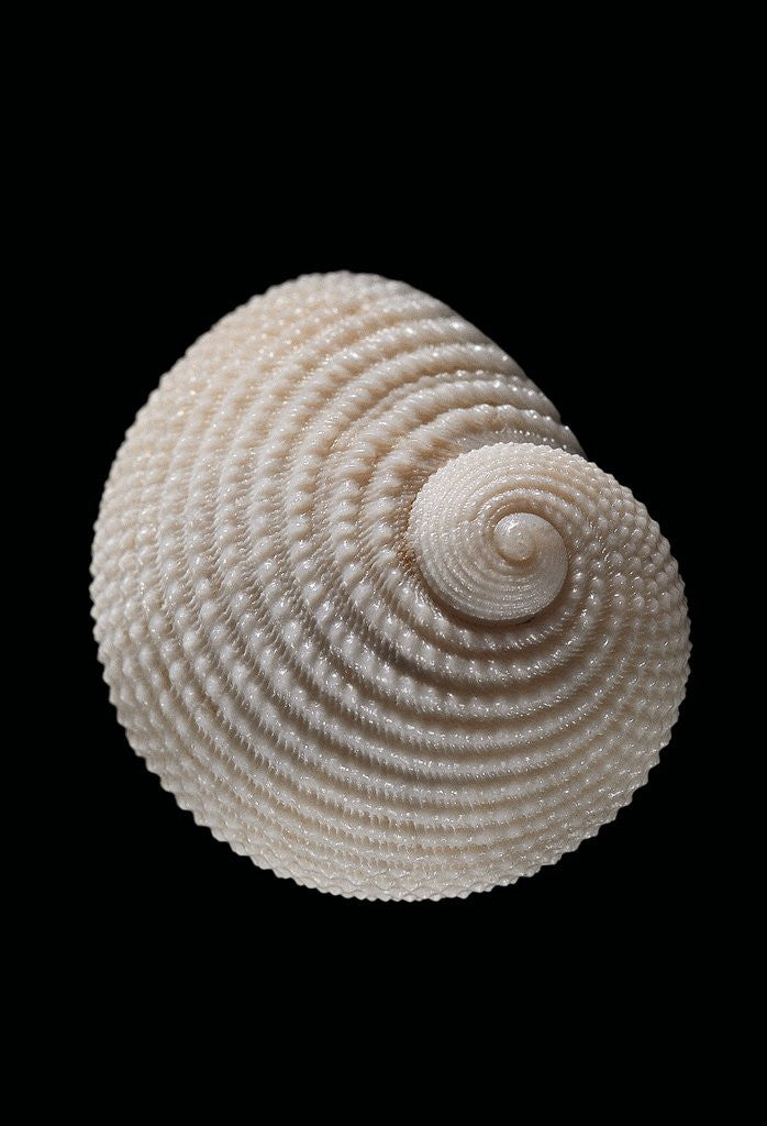 Detail of Neritopsis radula by Anonymous