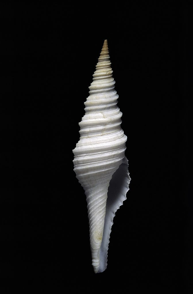 Detail of Nihonia australis by Anonymous