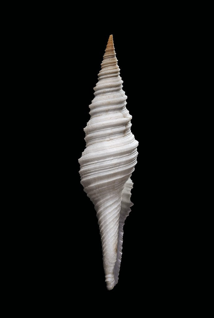 Detail of Nihonia australis by Anonymous