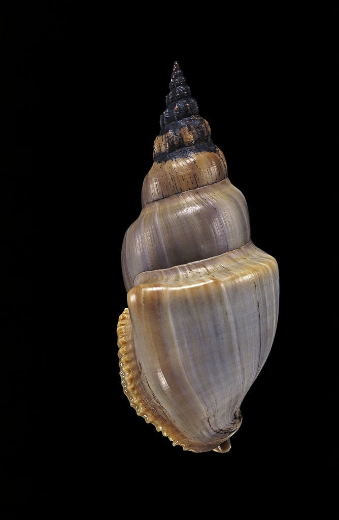 Detail of Northia pristis by Anonymous