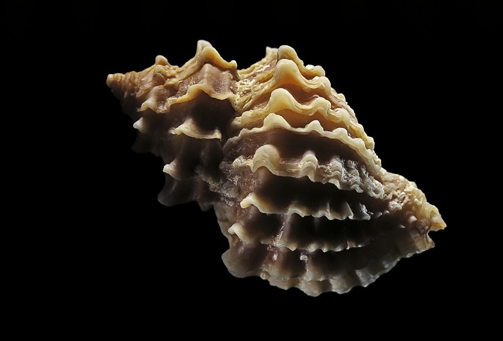 Detail of Nucella lamellosa by Anonymous
