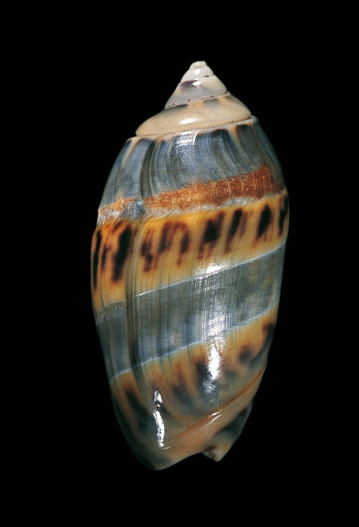 Detail of Olivancillaria gibbosa by Anonymous
