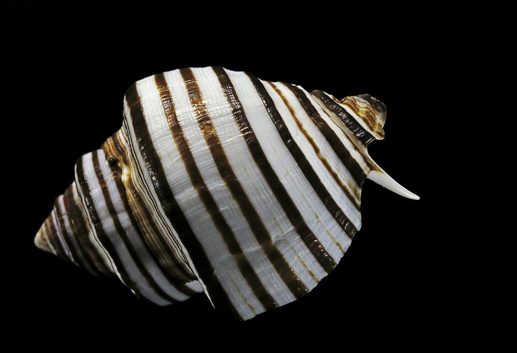 Detail of Opeatostoma pseudodon by Anonymous